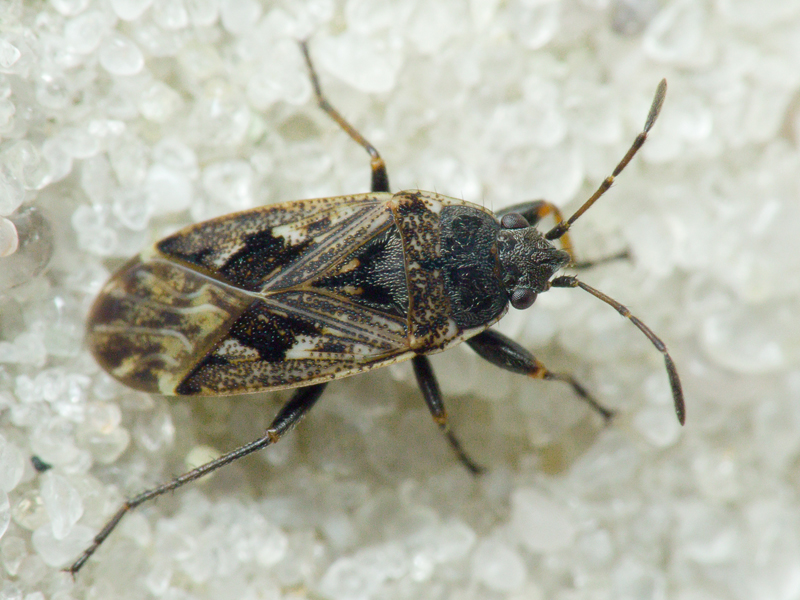 Sphragisticus nebulosus (Fallen, 1807)